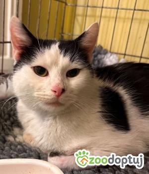 Do adopcji Cieszyn