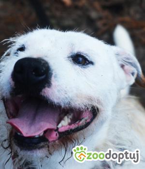 Do adopcji Milanówek