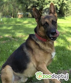 Do adopcji Zgierz