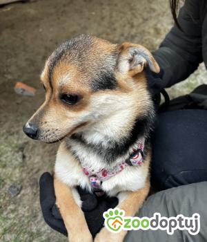 Do adopcji Mielec