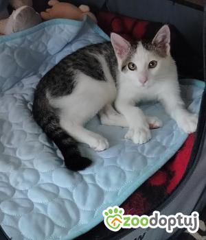 Do adopcji Cieszyn