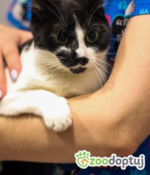 Do adopcji Zgierz