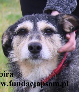 Do adopcji Nowy Dwór Mazowiecki