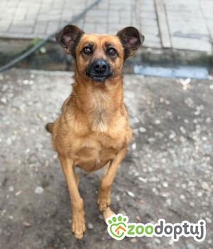 Do adopcji Warszawa