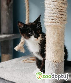 Do adopcji Świebodzice