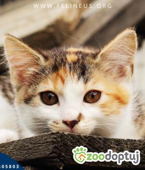Do adopcji Rzeszów