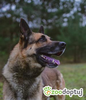 Do adopcji Białobrzegi