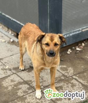 Do adopcji Warszawa