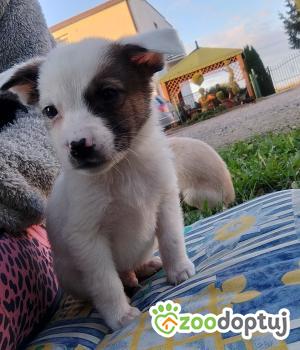 Do adopcji Radziejów