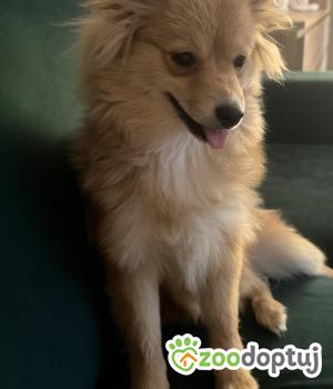 Do adopcji Drezdenko