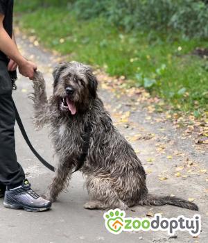 Do adopcji Zgierz