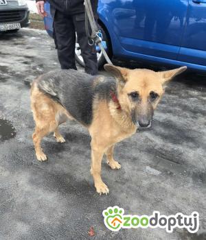 Do adopcji Zgierz