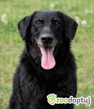 Do adopcji Głogów