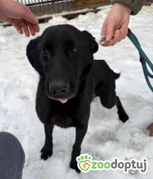 Do adopcji Rawa Mazowiecka