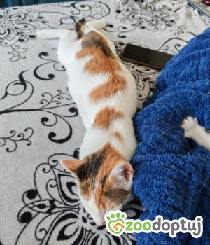 Do adopcji Cieszyn
