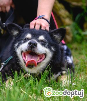 Do adopcji Mielec