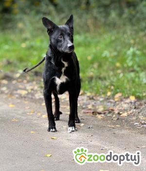 Do adopcji Zgierz