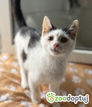 Do adopcji Warszawa