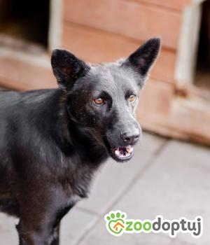 Do adopcji Warszawa