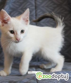 Do adopcji Nowy Dwór Mazowiecki