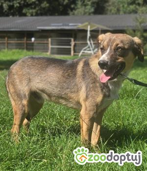 Do adopcji Zgierz