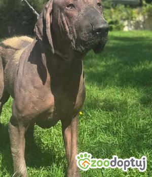 Do adopcji Zgierz