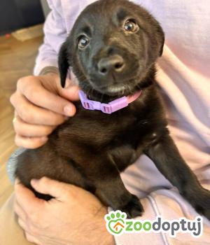 Do adopcji Białobrzegi