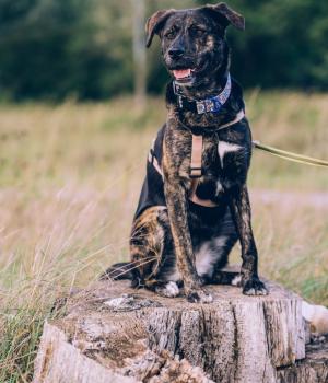 Do adopcji Stalowa Wola