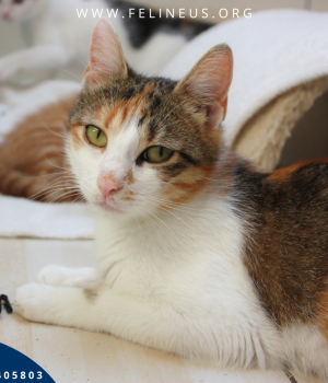 Do adopcji Rzeszów