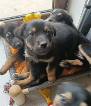 Do adopcji Radziejów