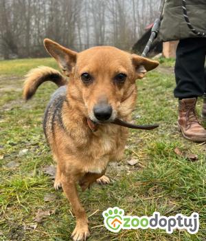 Do adopcji Mielec