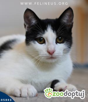 Do adopcji Rzeszów