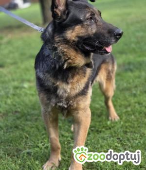 Do adopcji Zgierz