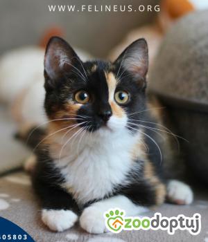 Do adopcji Rzeszów