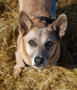 Do adopcji Gdańsk