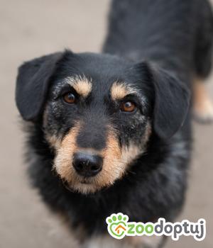 Do adopcji Warszawa