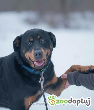 Do adopcji Myślenice