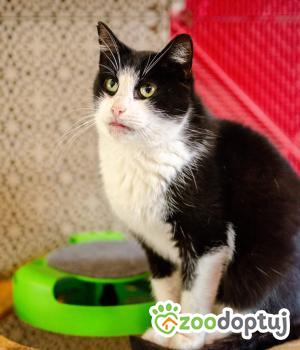Do adopcji Warszawa