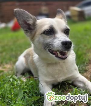 Do adopcji Zgierz