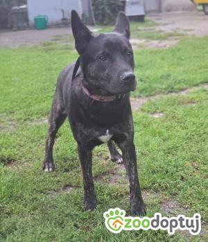 Do adopcji Zgierz