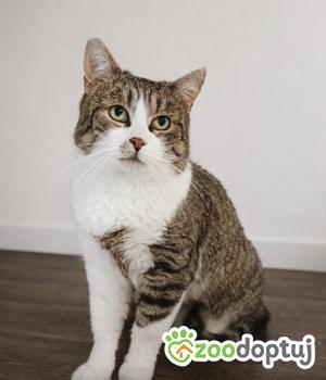 Do adopcji Wrocław