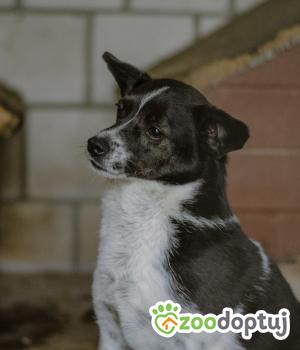 Do adopcji Białobrzegi