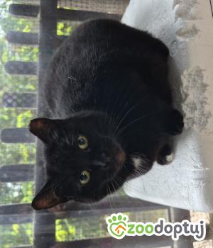 Do adopcji Poznań