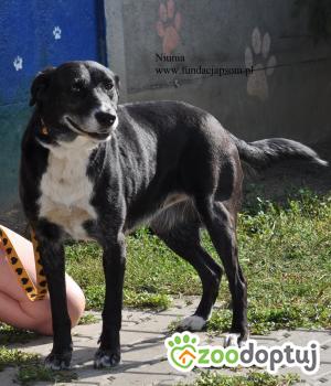 Do adopcji Nowy Dwór Mazowiecki