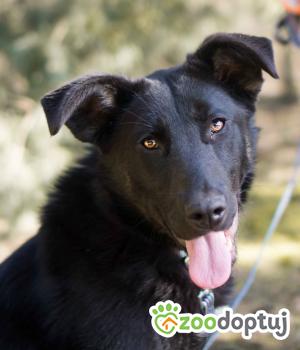 Do adopcji Sompolno