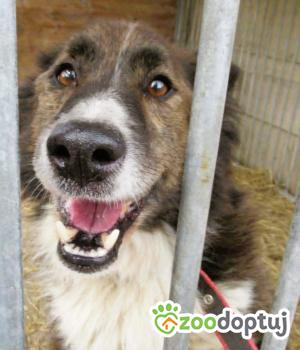 Do adopcji Łódź
