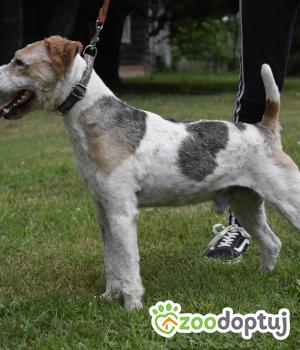 Do adopcji Mielec