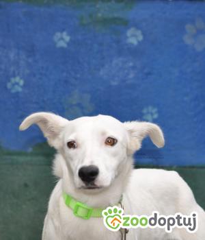 Do adopcji Nowy Dwór Mazowiecki