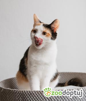 Do adopcji Wrocław