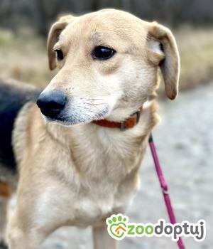Do adopcji Warszawa